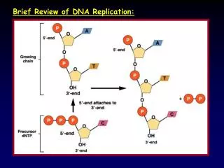Brief Review of DNA Replication: