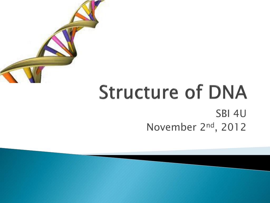 PPT - Structure of DNA PowerPoint Presentation, free download - ID:1984937