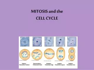 MITOSIS and the CELL CYCLE