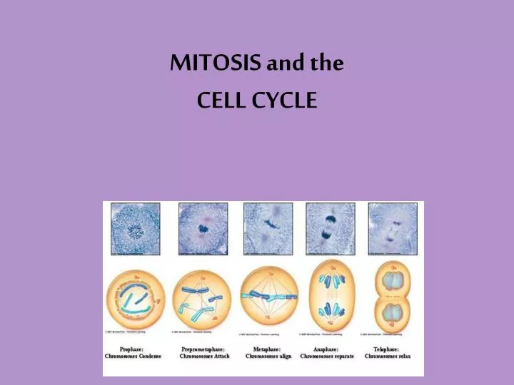 mitosis and the cell cycle