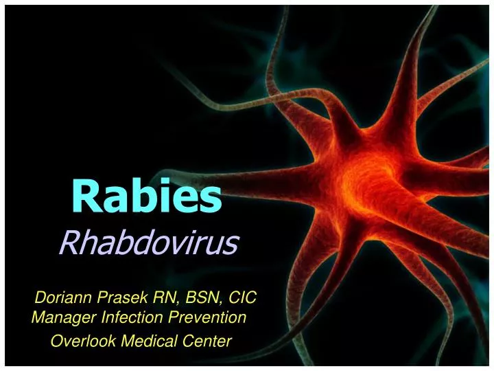 rabies rhabdovirus