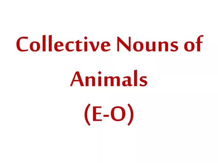 collective nouns of animals e o