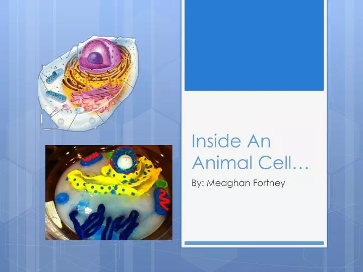 inside an animal cell