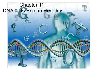 Chapter 11: DNA &amp; Its Role in Heredity