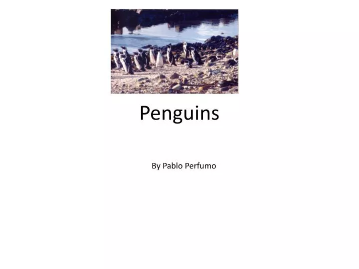 penguins