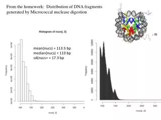 From the homework: Distribution of DNA fragments generated by Micrococcal nuclease digestion