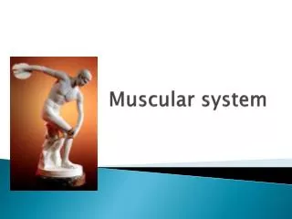 Muscular system