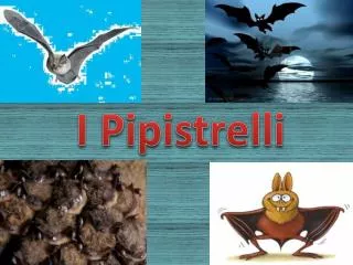 I Pipistrelli