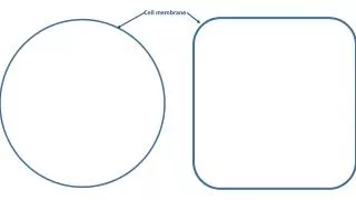 Cell membrane