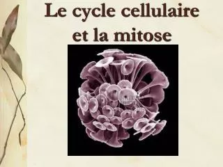 le cycle cellulaire et la mitose