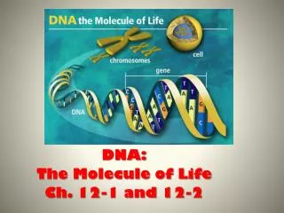 DNA: The Molecule of Life Ch. 12-1 and 12-2