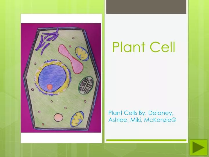 plant cell