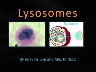 Lysosomes