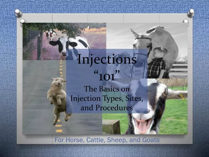 injections 101 the basics on injection types sites and procedures