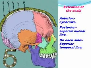Extention of the scalp
