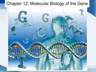 Chapter 1 2: Molecular Biology of the Gene