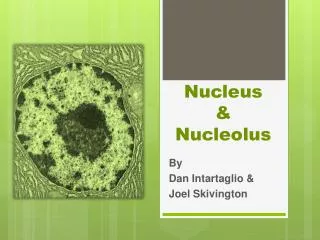 Nucleus &amp; Nucleolus