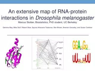 An extensive map of RNA-protein interactions in Drosophila melanogaster