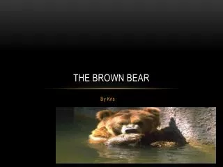 the brown bear