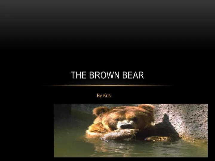 the brown bear