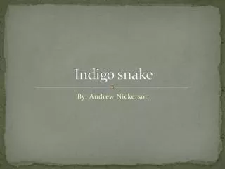 Indigo snake