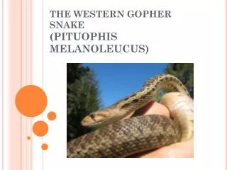 THE WESTERN GOPHER SNAKE (PITUOPHIS MELANOLEUCUS)
