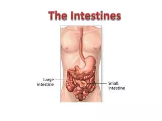 The Intestines