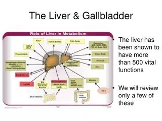 The Liver &amp; Gallbladder