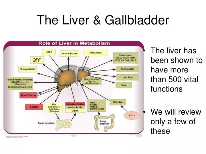 the liver gallbladder