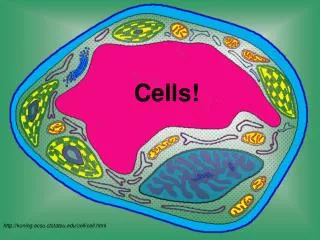 Cells!