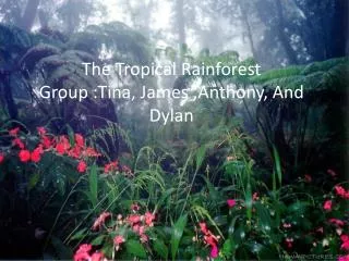 The Tropical Rainforest Group :Tina, James ,Anthony, And Dylan