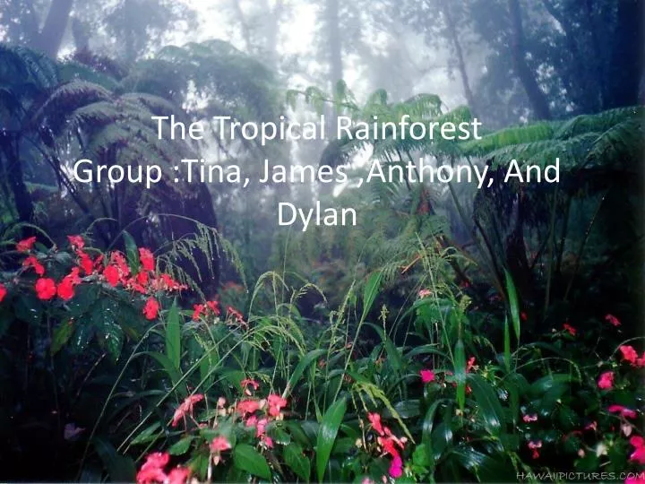 the tropical rainforest group tina james anthony and dylan