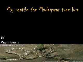 My reptile the Madagscar tree boa