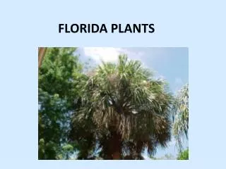 FLORIDA PLANTS