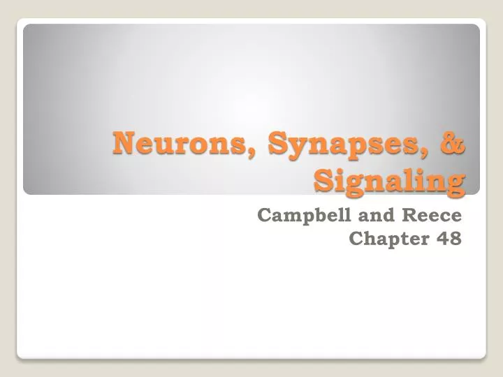 neurons synapses signaling