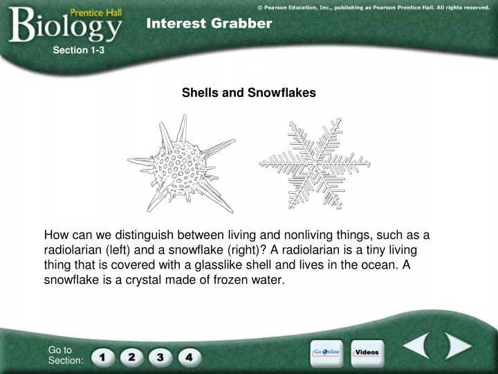shells and snowflakes