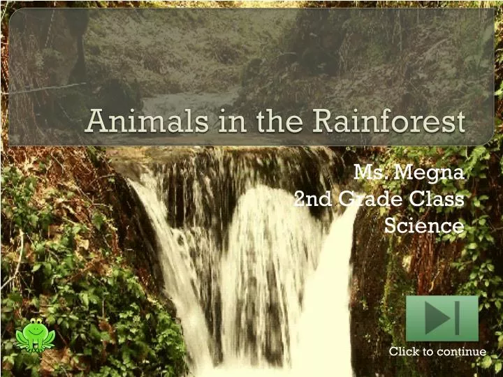 animals in the rainforest