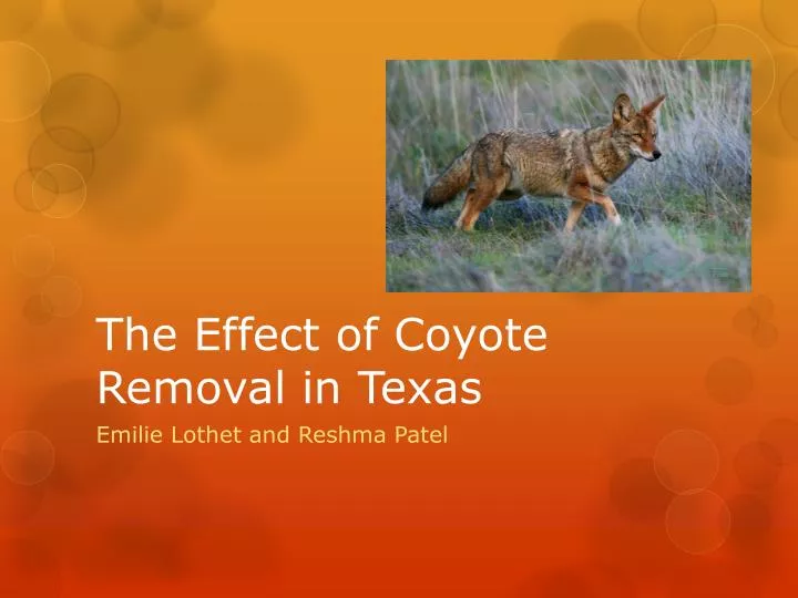 the effect of coyote removal in texas
