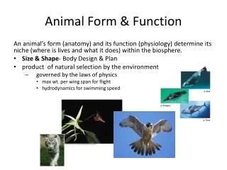 Animal Form &amp; Function
