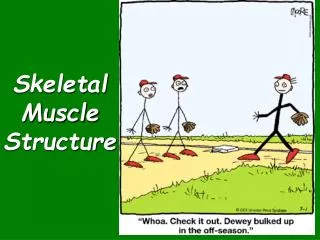 Skeletal Muscle Structure
