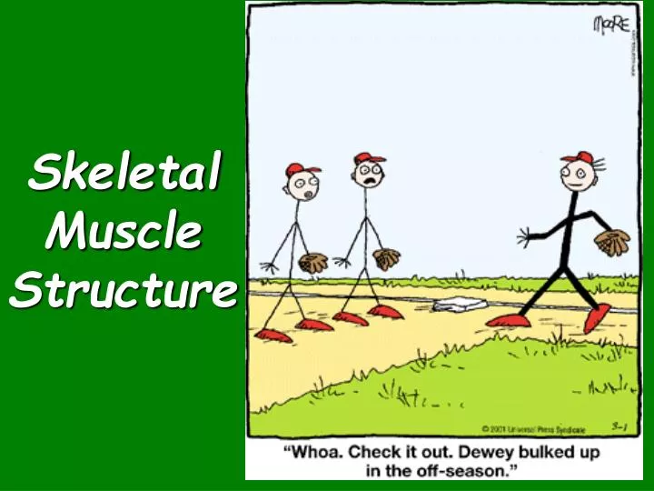 skeletal muscle structure