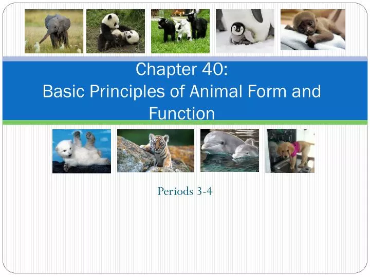 chapter 40 basic principles of animal form and function