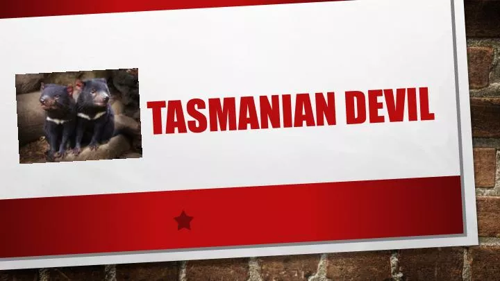 tasmanian devil