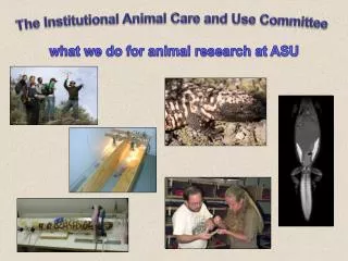 The Institutional Animal Care and Use Committee