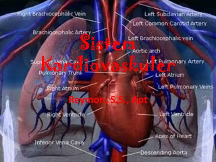 sistem kardiovaskuler