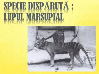 specie disp rut lupul marsupial