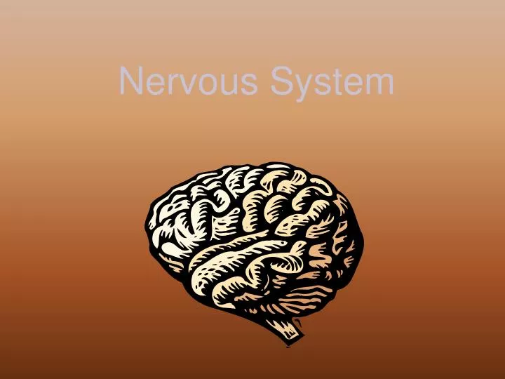 nervous system