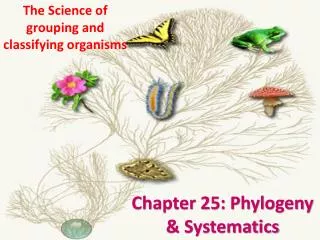 Chapter 25: Phylogeny &amp; Systematics