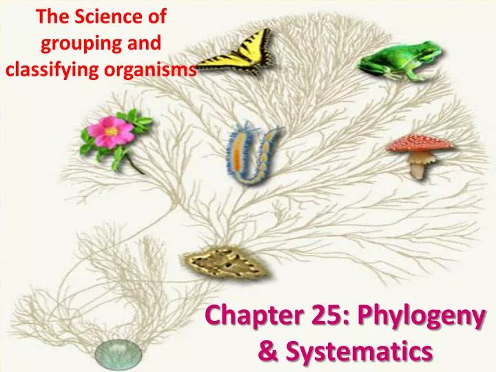 chapter 25 phylogeny systematics