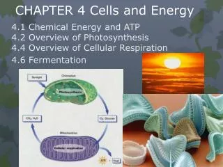 CHAPTER 4 Cells and Energy